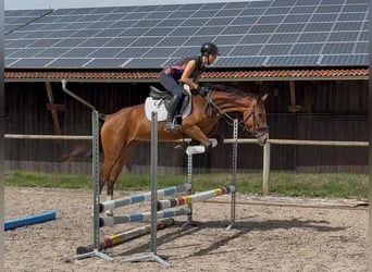Weitere Warmblüter, Stute, 4 Jahre, 160 cm