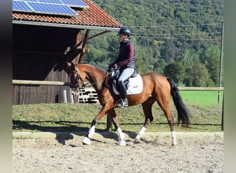 Weitere Warmblüter, Stute, 4 Jahre, 160 cm