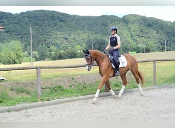 Weitere Warmblüter, Stute, 4 Jahre, 160 cm, Fuchs