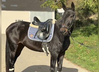 Weitere Warmblüter, Stute, 4 Jahre, 160 cm, Rappe