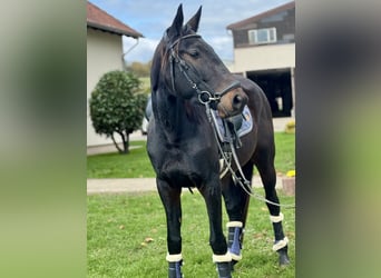 Weitere Warmblüter, Stute, 4 Jahre, 160 cm, Rappe