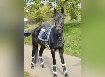 Weitere Warmblüter, Stute, 4 Jahre, 160 cm, Rappe
