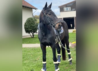 Weitere Warmblüter, Stute, 4 Jahre, 160 cm, Rappe