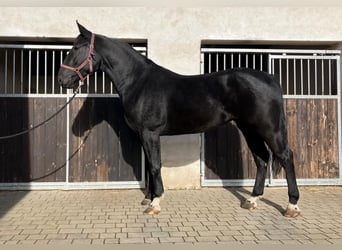 Weitere Warmblüter, Stute, 4 Jahre, 162 cm, Rappe