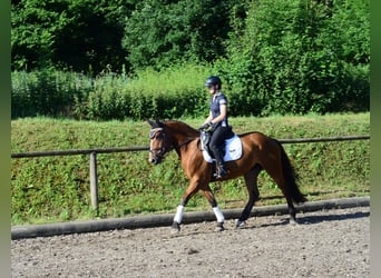 Weitere Warmblüter, Stute, 4 Jahre, 163 cm, Brauner