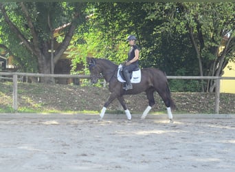 Weitere Warmblüter, Stute, 4 Jahre, 163 cm, Dunkelfuchs