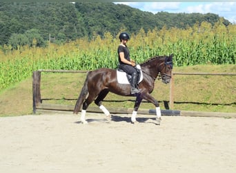 Weitere Warmblüter, Stute, 4 Jahre, 163 cm, Dunkelfuchs