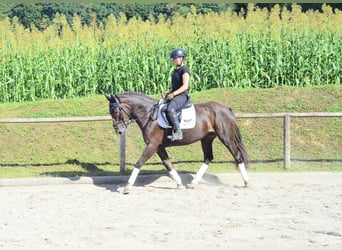 Weitere Warmblüter, Stute, 4 Jahre, 163 cm, Dunkelfuchs