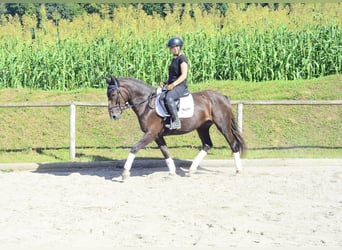 Weitere Warmblüter, Stute, 4 Jahre, 163 cm, Dunkelfuchs
