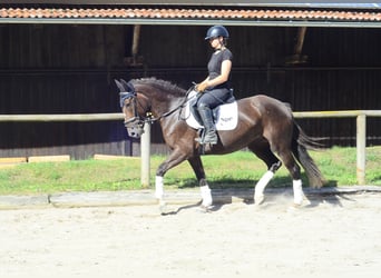 Weitere Warmblüter, Stute, 4 Jahre, 163 cm, Dunkelfuchs