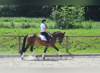 Weitere Warmblüter, Stute, 4 Jahre, 164 cm, Brauner
