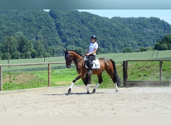 Weitere Warmblüter, Stute, 4 Jahre, 164 cm, Brauner