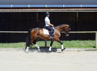 Weitere Warmblüter, Stute, 4 Jahre, 164 cm, Brauner