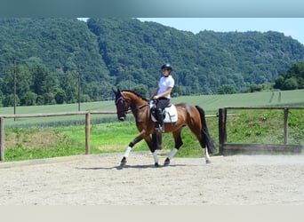 Weitere Warmblüter, Stute, 4 Jahre, 164 cm, Brauner