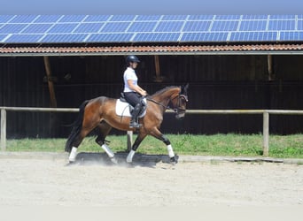 Weitere Warmblüter, Stute, 4 Jahre, 164 cm, Brauner