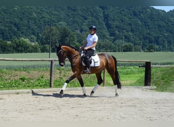 Weitere Warmblüter, Stute, 4 Jahre, 164 cm, Brauner
