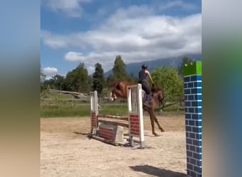 Weitere Warmblüter, Stute, 4 Jahre, 164 cm, Dunkelfuchs