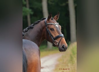 Weitere Warmblüter, Stute, 4 Jahre, 165 cm, Brauner