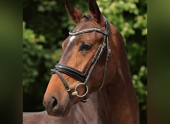 Weitere Warmblüter, Stute, 4 Jahre, 165 cm, Brauner