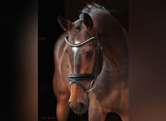 Weitere Warmblüter, Stute, 4 Jahre, 165 cm, Brauner