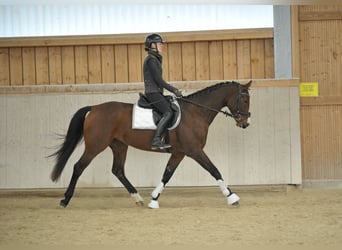 Weitere Warmblüter, Stute, 4 Jahre, 165 cm, Brauner