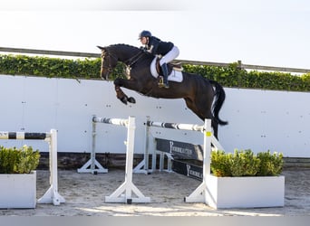 Weitere Warmblüter, Stute, 4 Jahre, 165 cm, Dunkelbrauner