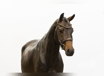 Weitere Warmblüter, Stute, 4 Jahre, 165 cm, Dunkelbrauner