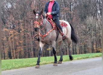 Weitere Warmblüter, Stute, 4 Jahre, 165 cm, Roan-Red