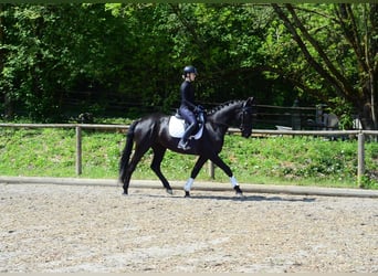 Weitere Warmblüter, Stute, 4 Jahre, 166 cm, Rappe