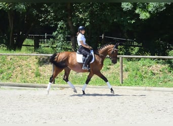 Weitere Warmblüter, Stute, 4 Jahre, 167 cm, Brauner