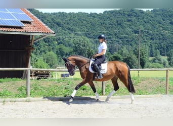 Weitere Warmblüter, Stute, 4 Jahre, 167 cm, Brauner