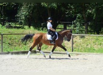 Weitere Warmblüter, Stute, 4 Jahre, 167 cm, Brauner