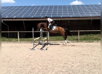 Weitere Warmblüter, Stute, 4 Jahre, 167 cm, Brauner