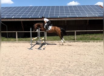 Weitere Warmblüter, Stute, 4 Jahre, 167 cm, Brauner