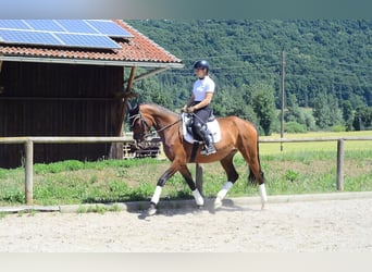 Weitere Warmblüter, Stute, 4 Jahre, 167 cm, Brauner
