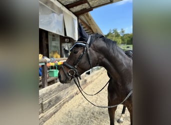 Weitere Warmblüter, Stute, 4 Jahre, 167 cm, Dunkelbrauner