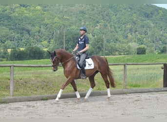 Weitere Warmblüter, Stute, 4 Jahre, 167 cm, Fuchs