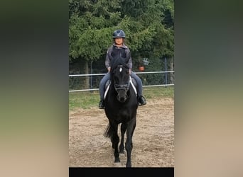 Weitere Warmblüter, Stute, 4 Jahre, 167 cm, Rappe