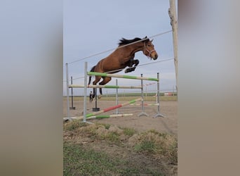 Weitere Warmblüter, Stute, 4 Jahre, 167 cm, Rotbrauner