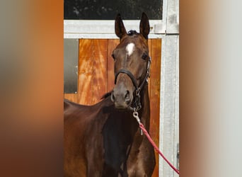 Weitere Warmblüter, Stute, 4 Jahre, 168 cm