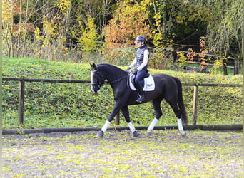 Weitere Warmblüter, Stute, 4 Jahre, 168 cm, Rappe