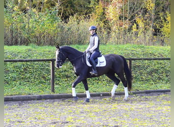 Weitere Warmblüter, Stute, 4 Jahre, 168 cm, Rappe