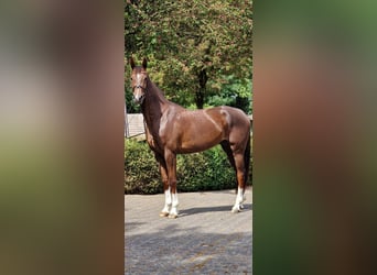 Weitere Warmblüter, Stute, 4 Jahre, 170 cm, Dunkelfuchs