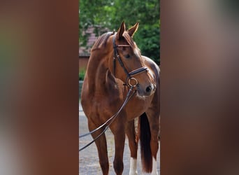 Weitere Warmblüter, Stute, 4 Jahre, 170 cm, Dunkelfuchs