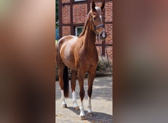 Weitere Warmblüter, Stute, 4 Jahre, 170 cm, Dunkelfuchs