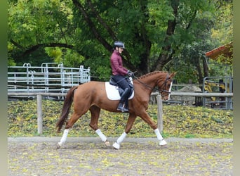 Weitere Warmblüter, Stute, 4 Jahre, 173 cm, Fuchs