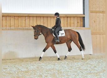 Weitere Warmblüter, Stute, 4 Jahre, 174 cm, Brauner