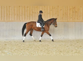 Weitere Warmblüter, Stute, 4 Jahre, 174 cm, Brauner