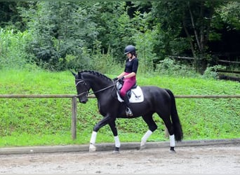 Weitere Warmblüter, Stute, 4 Jahre, 174 cm, Rappe