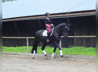 Weitere Warmblüter, Stute, 4 Jahre, 174 cm, Rappe